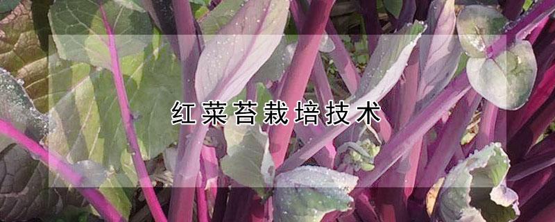 红菜苔栽培技术（红菜苔栽培技术要点）