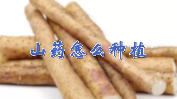 山药怎么种植方法（山药怎么种植方法图解）
