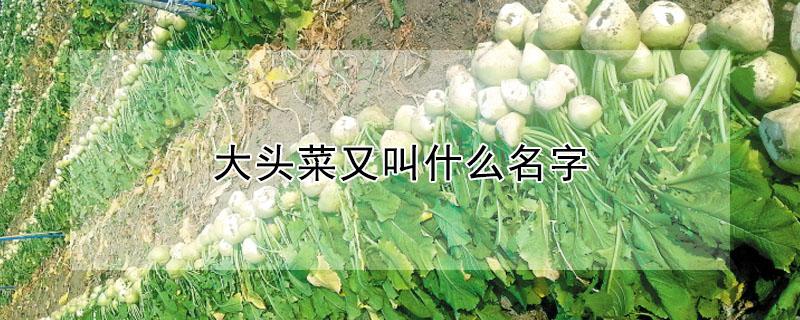 大头菜又叫什么名字（大头菜的别名叫什么）