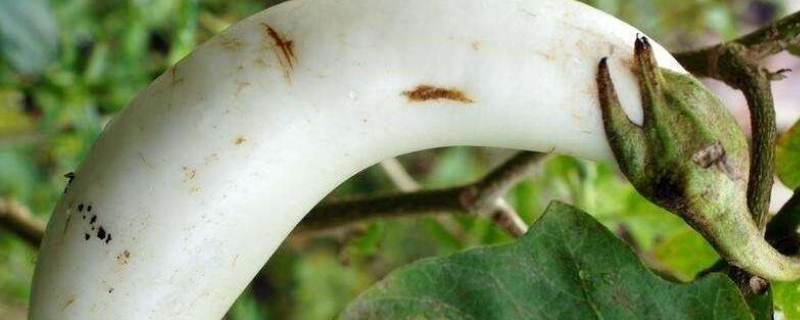 茄子发白是什么原因（茄子发白是什么原因造成的）