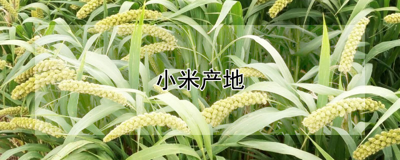 小米产地 小米产地是哪里