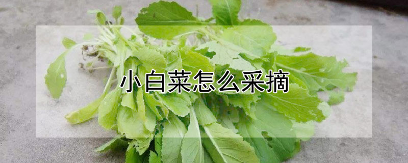 小白菜怎么采摘 小白菜怎么采摘的