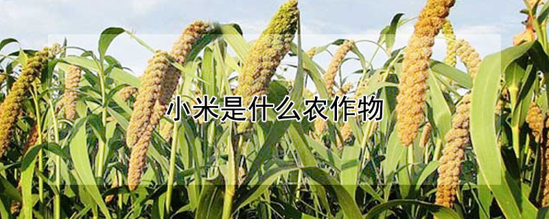 小米是什么农作物（小米是什么农作物培育）