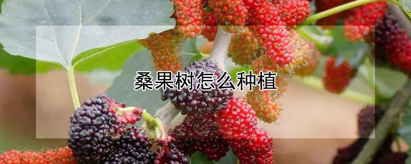 桑果树怎么种植（桑果树怎样种植）