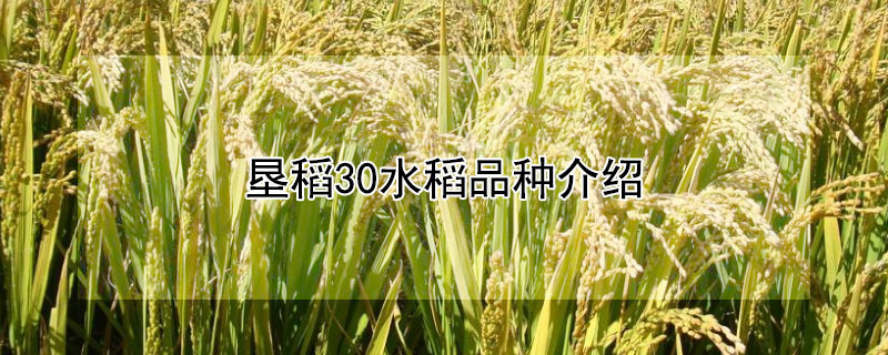 垦稻30水稻品种介绍 垦稻33品种介绍