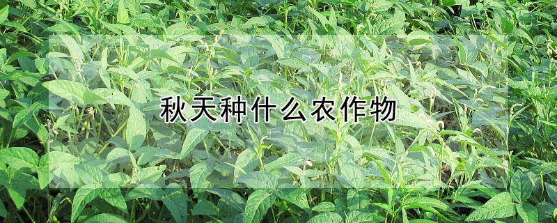 秋天种什么农作物（秋天种什么农作物简笔画）