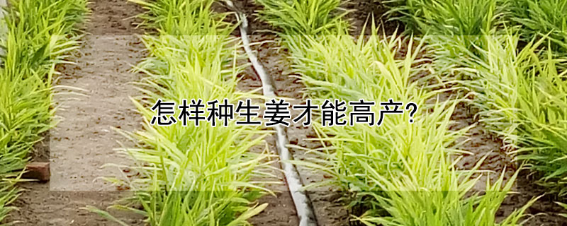 怎样种生姜才能高产（怎么种生姜才产量高）