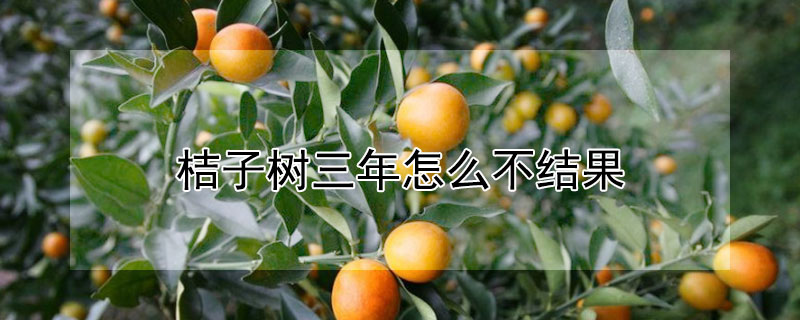 桔子树三年怎么不结果 桔子树三年没有结果什么原因?