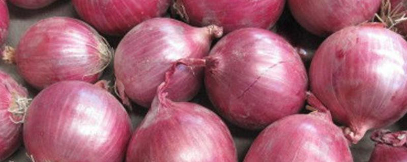 洋葱种植方法与时间（浙江洋葱种植方法与时间）