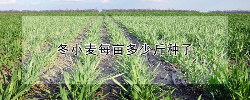 冬小麦每亩多少斤种子 北方小麦每亩种子多少斤