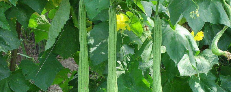 丝瓜怎么种植才能出苗（丝瓜怎么种植才能出苗子）