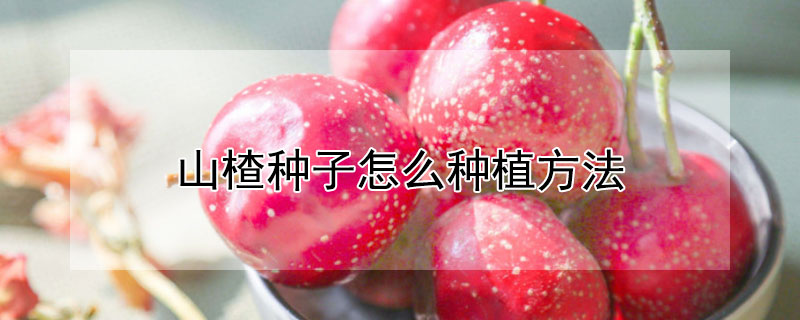 山楂种子怎么种植方法 山楂种子怎么种植方法图片