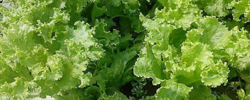 生菜怎么种（生菜怎么种植方法家里视频）