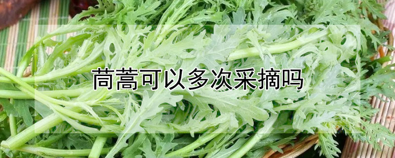 茼蒿可以多次采摘吗（茼蒿怎么采收）