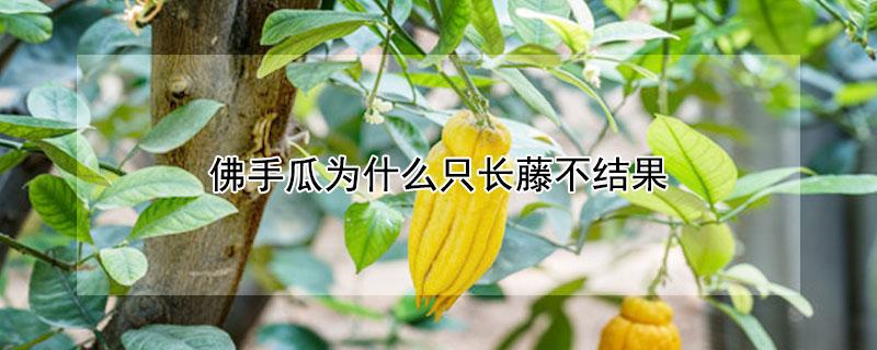 佛手瓜为什么只长藤不结果 佛手瓜只长藤不结果是怎么回事