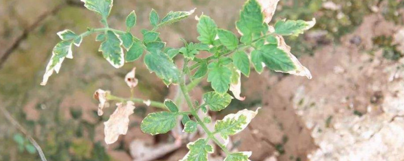 番茄苗死了怎么救活（番茄苗断了还能活吗）