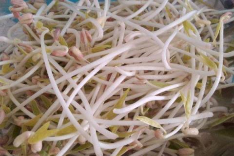 发的绿豆芽为什么豆瓣发红