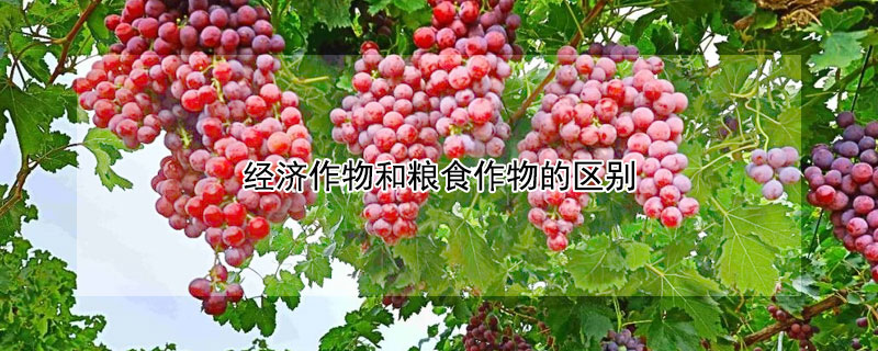 经济作物和粮食作物的区别 经济作物和粮食作物的区别与联系