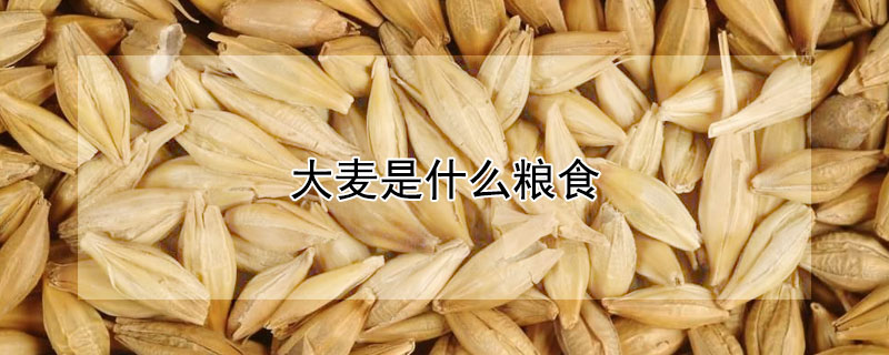 大麦是什么粮食 大麦是什么粮食的图片