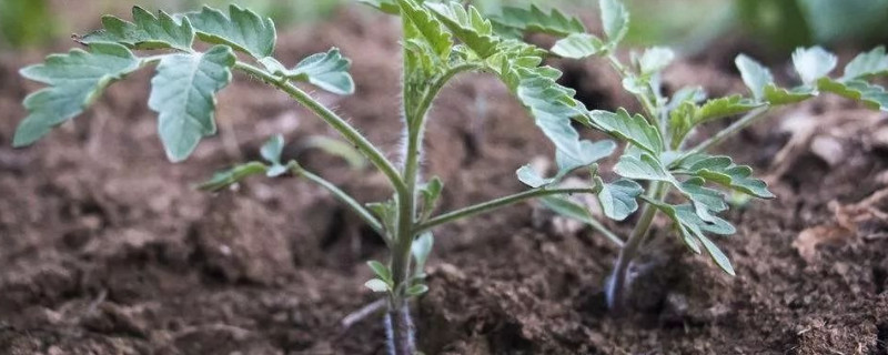 番茄苗只长高不长粗怎么办 番茄苗为什么长不高