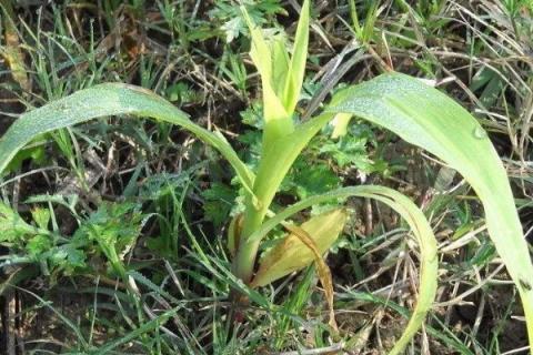 玉米苗期如何施肥