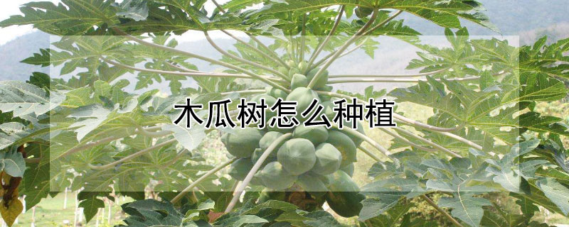 木瓜树怎么种植（木瓜树怎么种植方法）