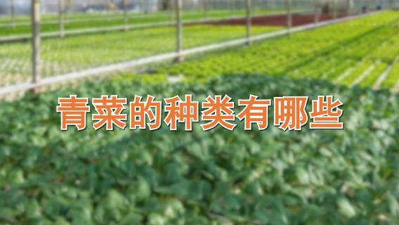 青菜的种类有哪些（关于青菜的种类有哪些）