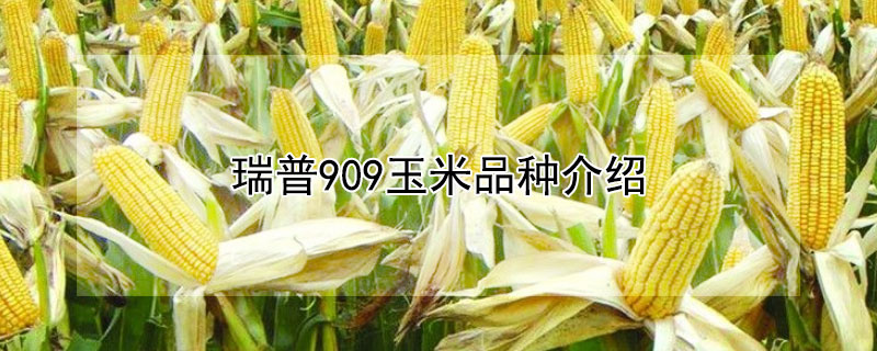 瑞普909玉米品种介绍（瑞普909玉米品种介绍山西三联）