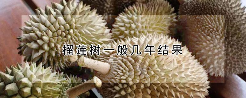 榴莲树一般几年结果 榴莲树一般几年结果啊