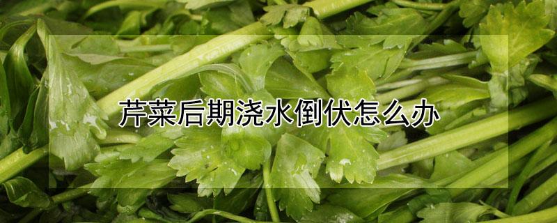 芹菜后期浇水倒伏怎么办（芹菜如何浇水）