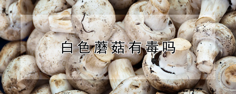 白色蘑菇有毒吗（路边的白色蘑菇有毒吗）