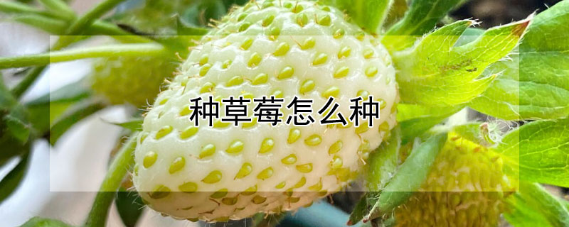 种草莓怎么种（种草莓怎么种 男女）
