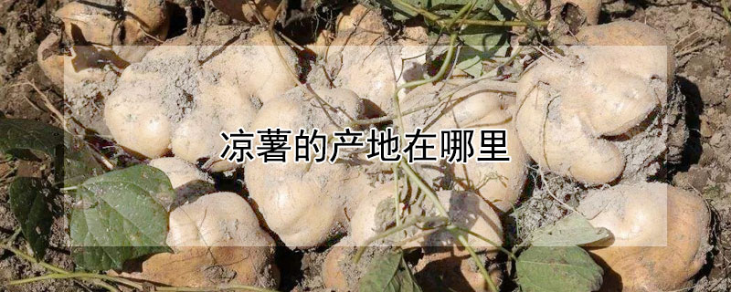 凉薯的产地在哪里（凉薯产地在什么地方）