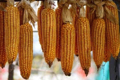 春棒子什么时候种植