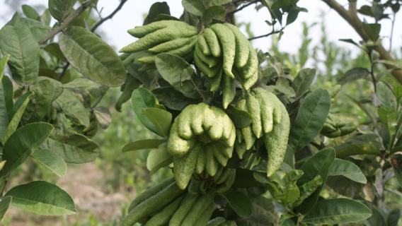 佛手的养殖方法和注意事项（佛手的养殖方法和注意事项北美冬青）