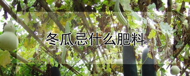 冬瓜忌什么肥料 冬瓜忌什么肥料最好