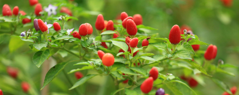 七彩椒怎么种植 七彩椒怎么种植方法视频