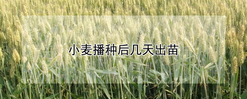 小麦播种后几天出苗（小麦播种后几天出苗合适）