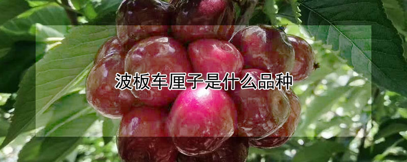 波板车厘子是什么品种（波板牌车厘子）