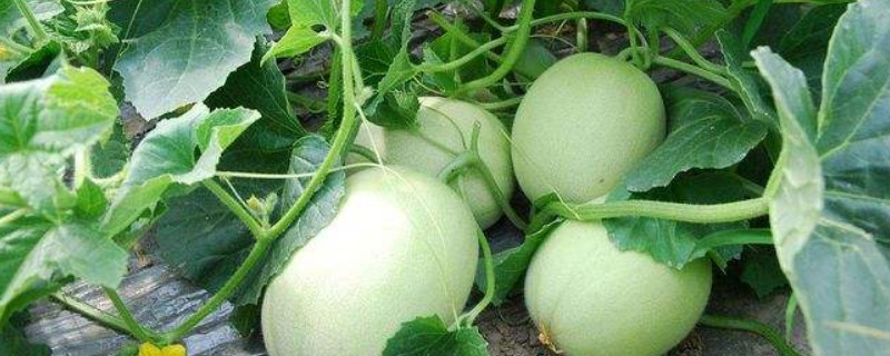 甜瓜种植技术 甜瓜种植技术与管理方法