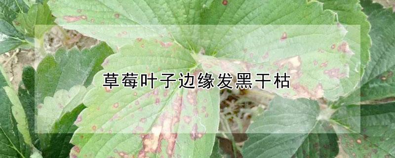草莓叶子边缘发黑干枯 草莓叶子边缘发黑干枯是什么病