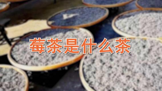 莓茶是什么茶（莓茶是什么茶叶）