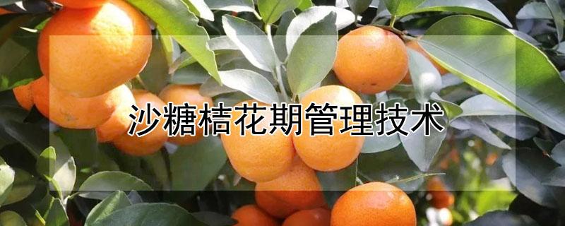 沙糖桔花期管理技术 沙糖桔花期如何管理