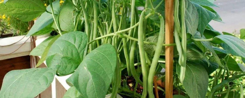 盆栽四季豆的种植方法 盆栽四季豆的种植方法图片