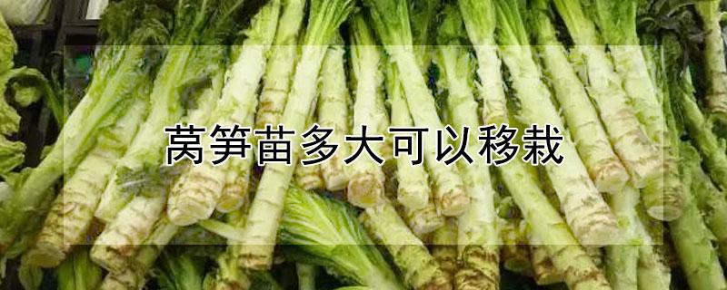 莴笋苗多大可以移栽 莴笋苗多大可以移栽了
