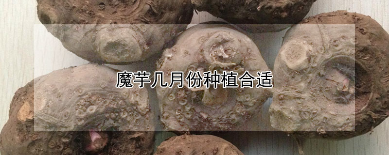 魔芋几月份种植合适（魔芋在几月份种最合适）