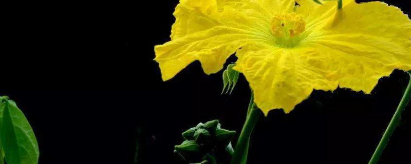 丝瓜要打叉打尖吗（丝瓜要打叉打尖吗视频）