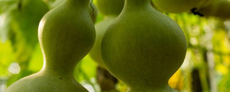 大葫芦怎么种植方法 大葫芦怎么种植方法图片