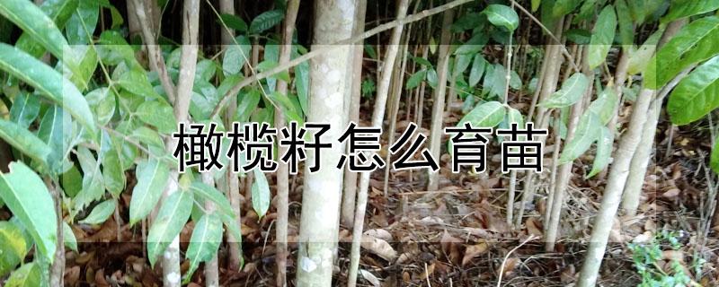 橄榄籽怎么育苗 橄榄籽怎么育苗种植