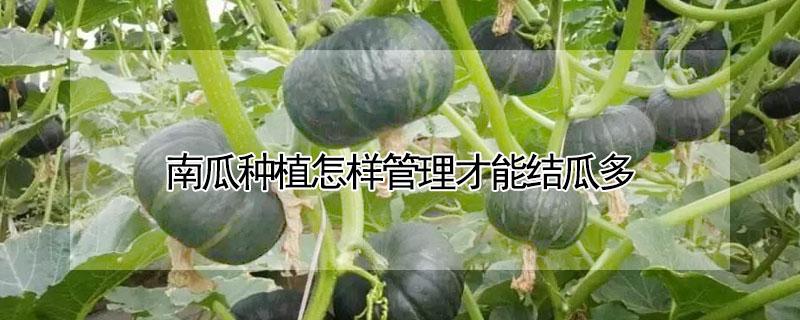 南瓜种植怎样管理才能结瓜多 南瓜怎么整枝多结瓜